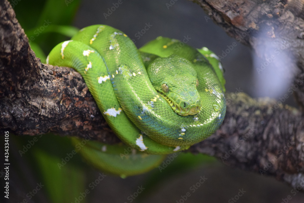 Naklejka premium Green Python