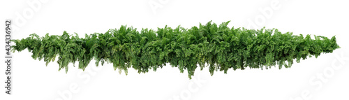 Foto Green leaves tropical foliage plant bush of cascading Fishtail fern or forked giant sword fern (Nephrolepis spp