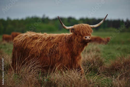 Highland cow with horns