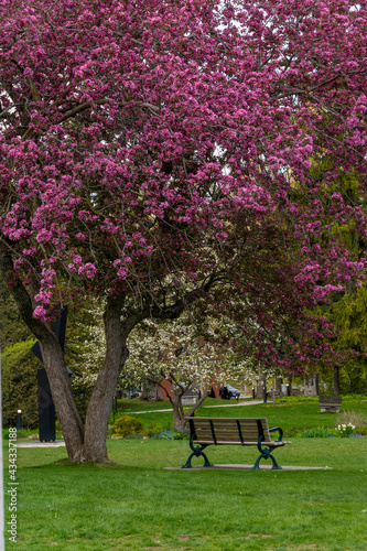 Photography An empty bench sits idle beneath a purple-flowere tree in the Guild Inn's Garden of Ruins in Scarborough (Toronto), Ontario