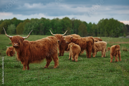 Fotografia Highland cattle herd with calves