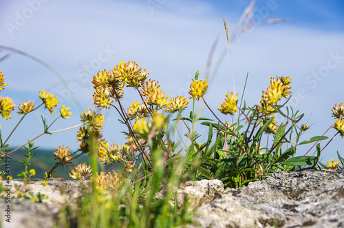 Yellow Flowers On Top Of A Wall photo