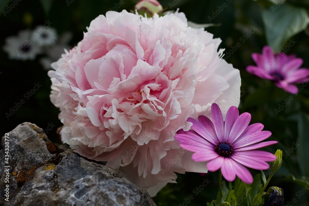 pink peony flower pink peony flower