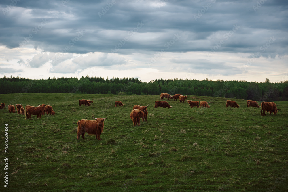 Highland cattle herd with calves. Cow landscape Highland cattle herd with calves. Cow landscape
