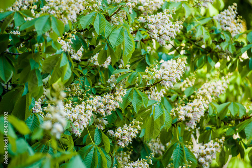 blooming chestnut large trees with brown flowering chestnuts with green foliage very beautiful
