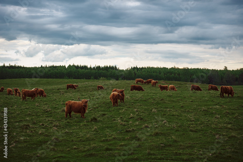 Fototapeta Naklejka Na Ścianę i Meble -  Highland cattle herd with calves. Cow landscape