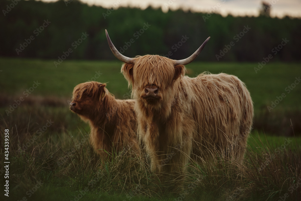 Highland cow mother and calf. Brown Highland Cow In A Field. Cow with horns Highland cow mother and calf. Brown Highland Cow In A Field. Cow with horns