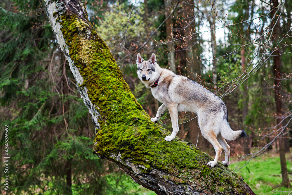 Fototapeta premium Pies wspinający się na drzewo