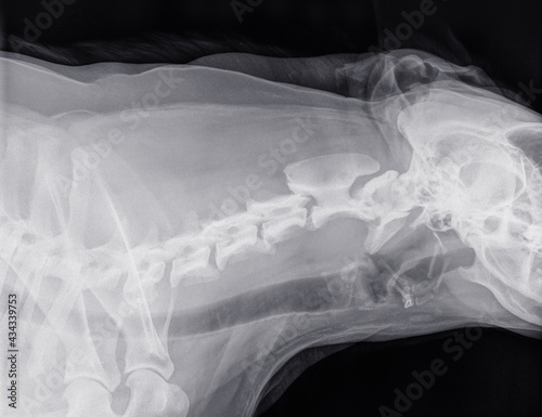 фотографія Digital X-ray of the side of the neck of a dog with normal cervical vertebrae