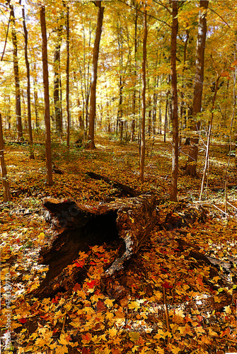 hollow log surrounded by colorful fall leaves