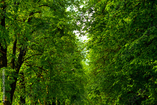 green leaves on trees in between and between the road country dirt trees with greenery and grass