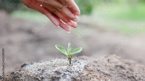 Hand of boy watering a young plant tree growing on fertile soil in the morning light, Slow Motion. Conservation of Natural Resources. Planting the trees, protect nature, sustainability, sustainable