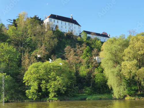 Mur mit Schwänen mit Schloss Radkersburg - Grad Gornja Radgona