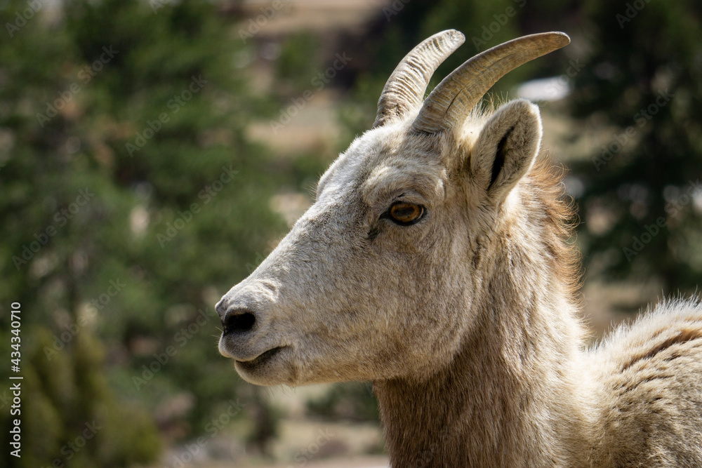 portrait of a goat