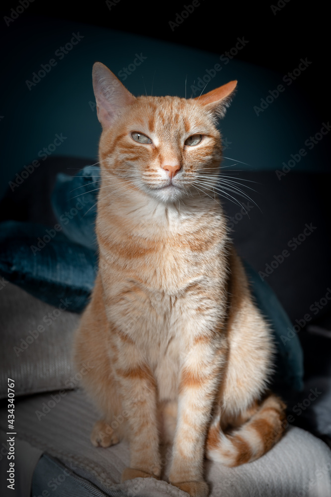 brown tabby cat sitting on a sofa with black background, looks at the camera brown tabby cat sitting on a sofa with black background, looks at the camera
