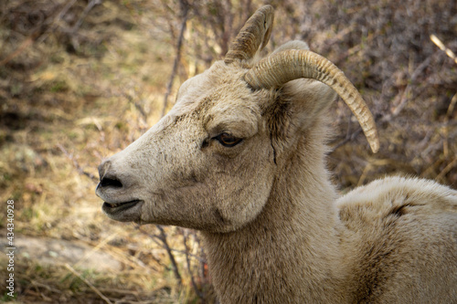 close up of a sheep