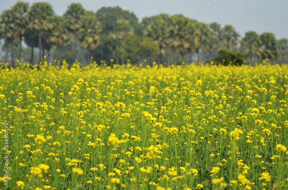 Indian Village landscape, field with mustard flower Indian Village landscape, field with mustard flower