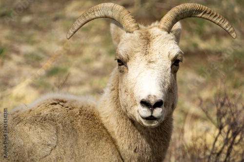 close up of a mountain goat