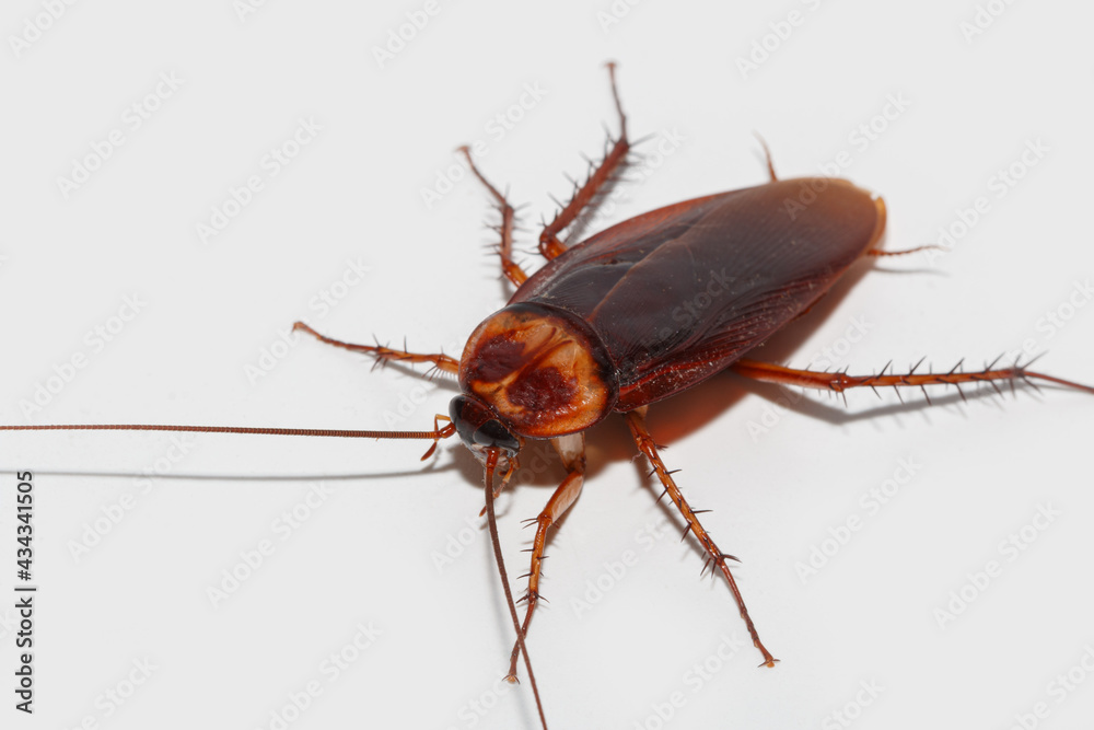 Brown winged cockroach on white floor background Brown winged cockroach on white floor background