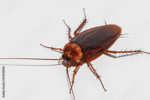 Brown winged cockroach on white floor background