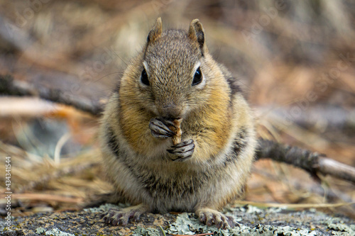 squirrel in the park
