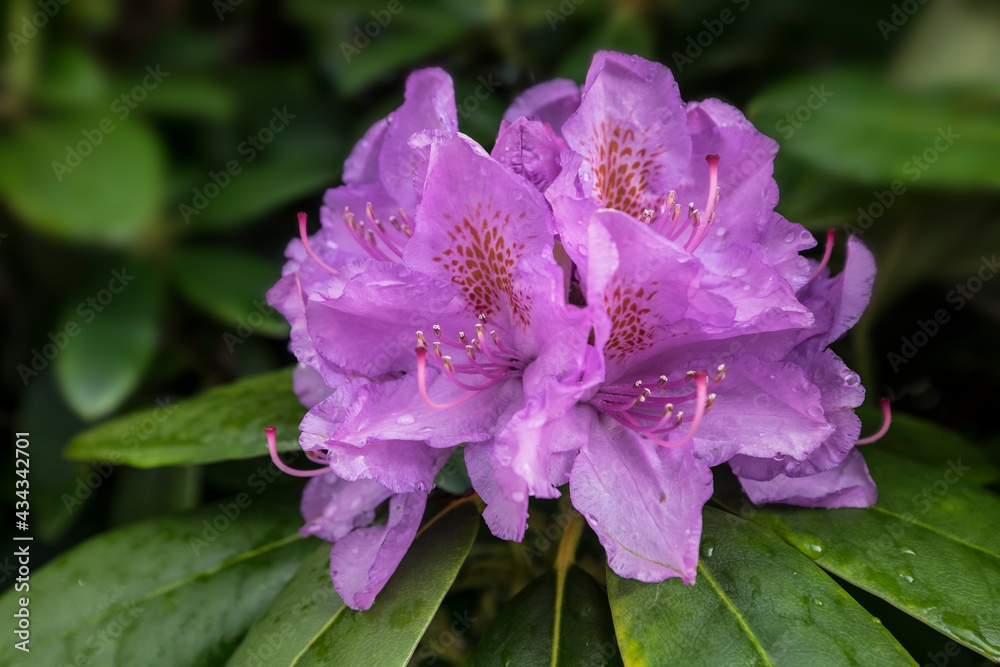 Close up of a purple rhododendron flower with leafs after the rain