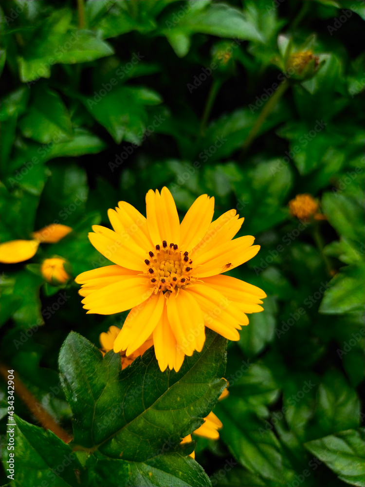 yellow flower in the garden, wedelia Flowers Macro photography. yellow flower in the garden, wedelia Flowers Macro photography.