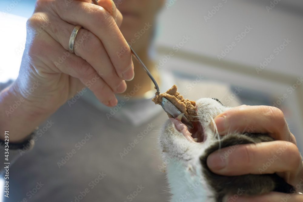Force-feeding of a cat by an unrecognizable veterinary nurse with a spoon. The cat did not want to eat itself