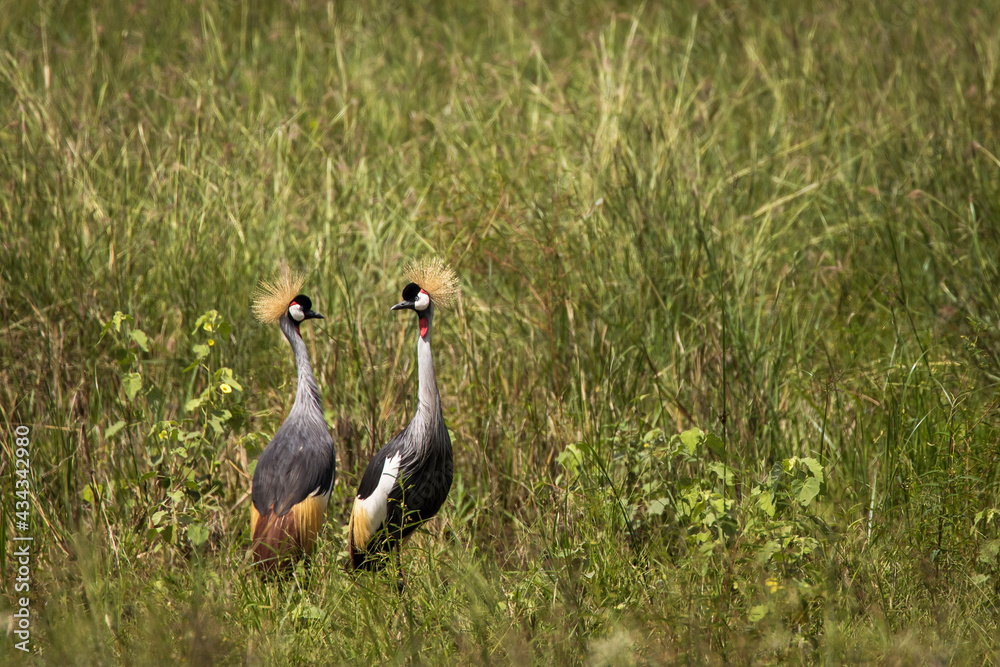 Grey crowned crane bird in the grass during safari in Tarangire National Park, Tanzania.