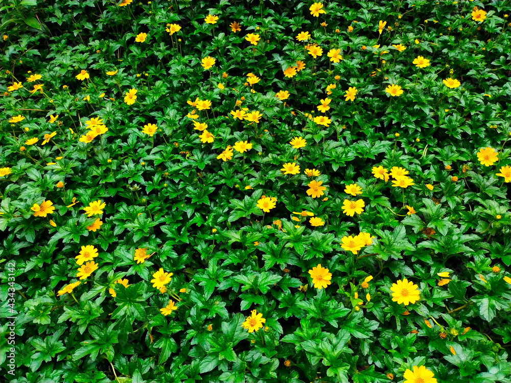 yellow flowers in the garden, Wedelia Flowers Garden. 