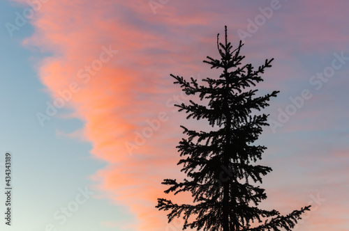 Spruce tree in front of colorful sky