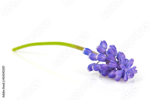 grape hyacinth (muscari) isolated on white background