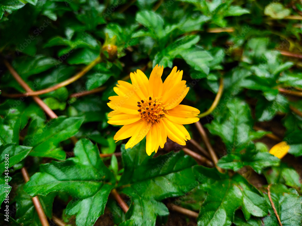 yellow flower in the garden, wedelia Flowers Plants Background Wallpaper. yellow flower in the garden, wedelia Flowers Plants Background Wallpaper.