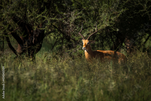 Fototapeta Naklejka Na Ścianę i Meble -  Closeup of Impala image taken on Safari located in the Tarangire, National park, Tanzania.