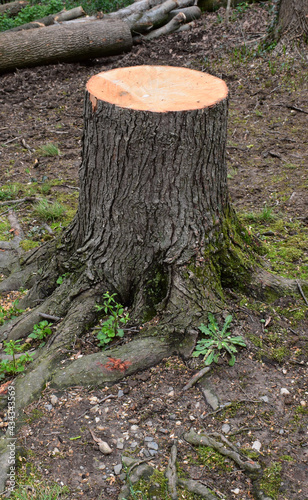 Tree rings on a freshly cut tree stump, portrait orientation