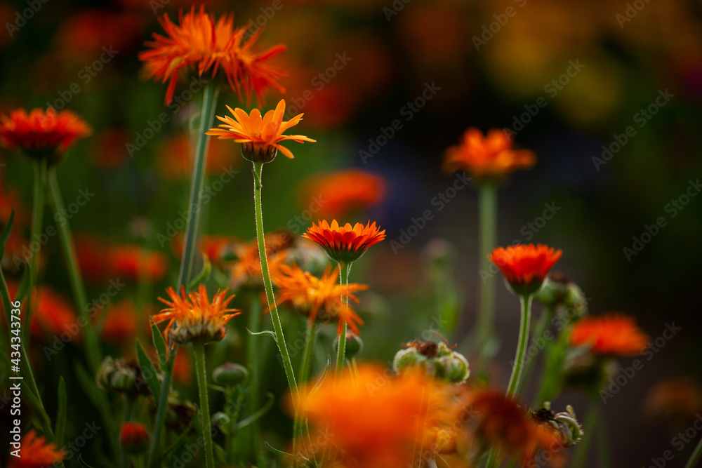 Natural summer background orange field flowers in the morning sun rays with soft blurred focus Natural summer background orange field flowers in the morning sun rays with soft blurred focus