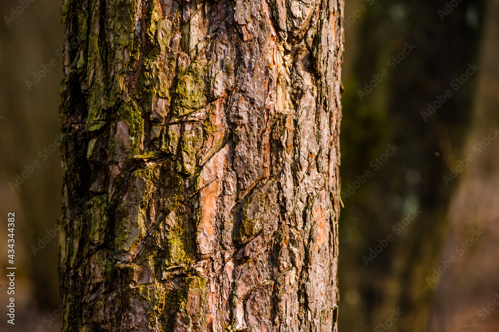 trees with moss close-up photographed with details in the forest trees with moss close-up photographed with details in the forest