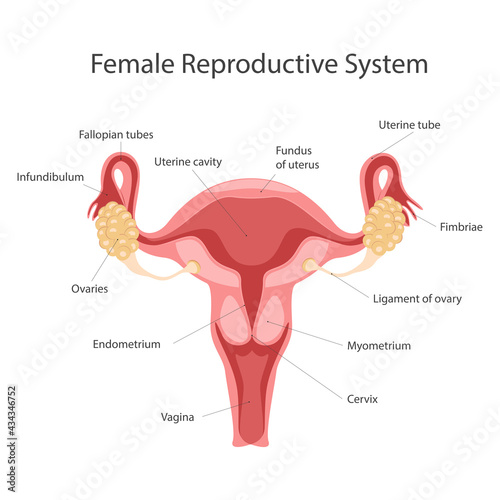 Anatomy of the female reproductive system. The layout of the female reproductive organs: uterus, cervix, ovary, fallopian tube. photo