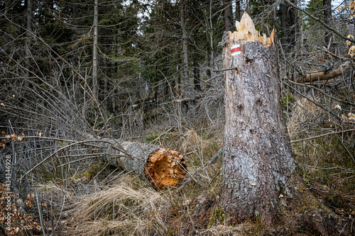 Dead tree with tourist sign, Big Fatra mountains, Slovakia