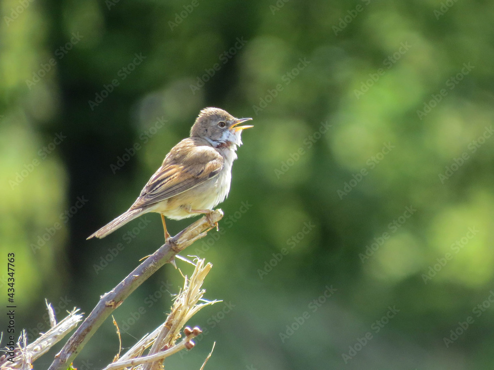 the whtiethroat a medium sized warbler the whtiethroat a medium sized warbler