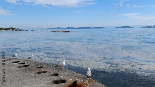 Sea snot or marine mucilage on sea surface at Istanbul Caddebostan coast. Seagulls were watching rhe pollution on sea surface.