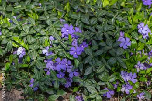 Vinca minor lesser periwinkle ornamental flowers in bloom, common periwinkle flowering plant, creeping flowers