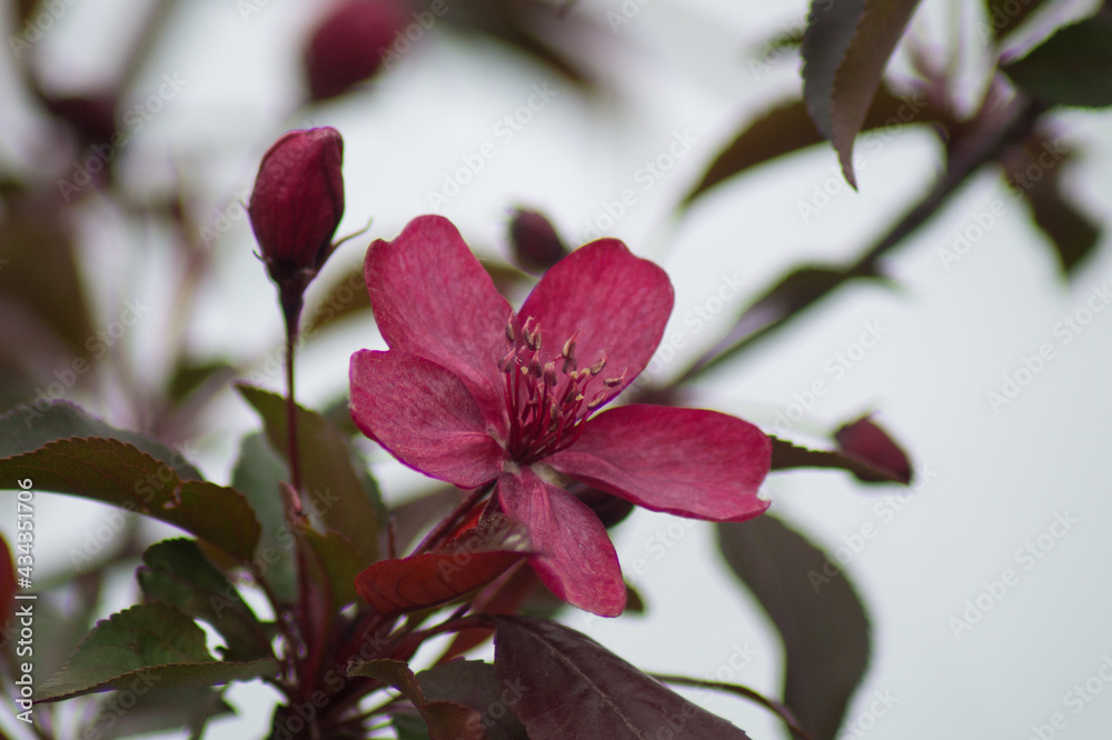 Obraz premium One beautiful large flower of all shades of pink blooming decorative apple tree, with green leaves and unopened buds of a fruit tree on a white background.
