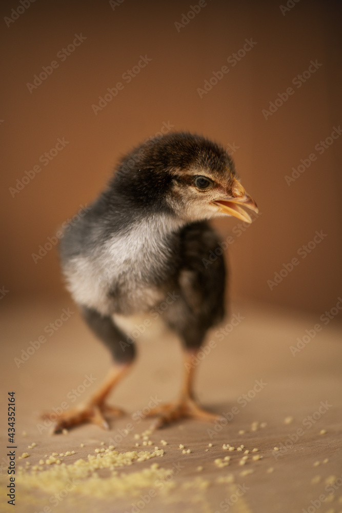 Obraz premium chickens on a solid background