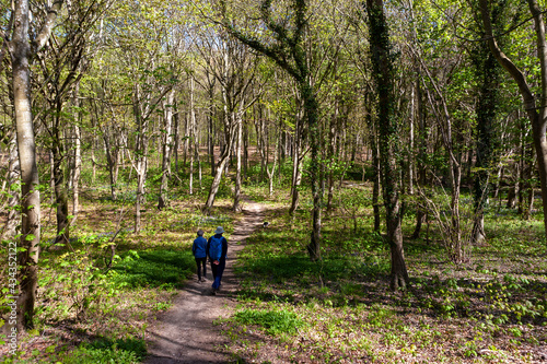 Two ramblers walking among beech trees (Fagus sylvatica) in new Spring leaf, Wildhams Wood, Stoughton, West Sussex, UK