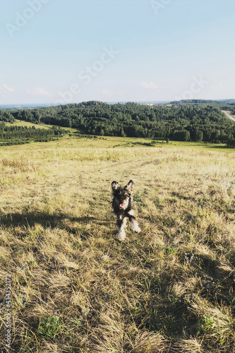 Happy dog running through a meadow. © Svetlana Borisova
