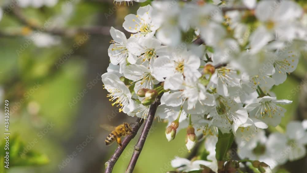 Bee pollinated Sweet cherry blossoms in spring. White cherry blossoms Bee pollinated Sweet cherry blossoms in spring. White cherry blossoms
