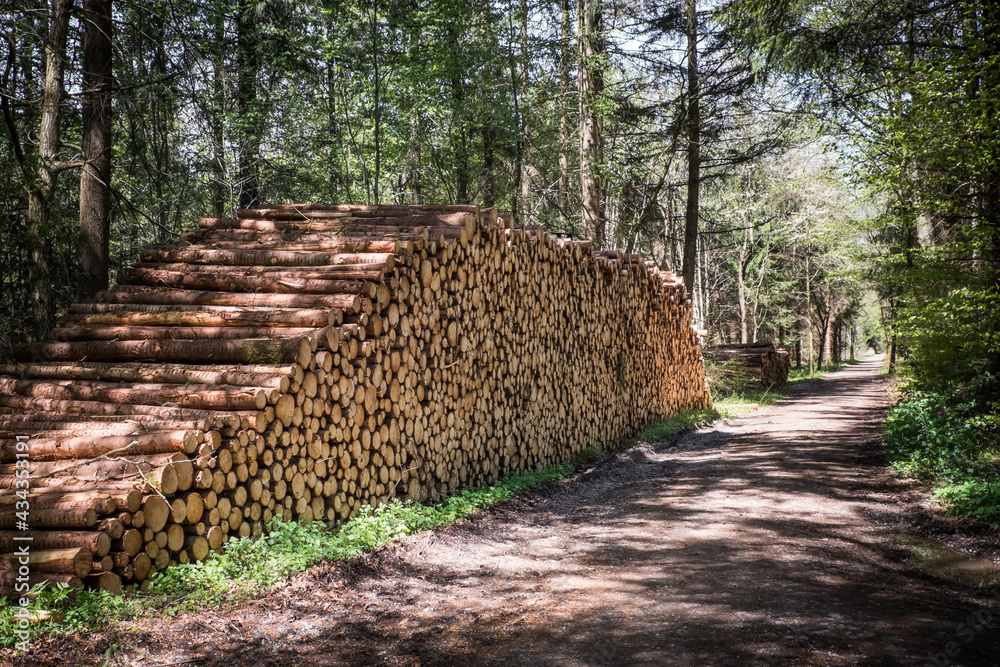 Holzstoß Stapel mit Fichtenstämmen im Wald / Forst