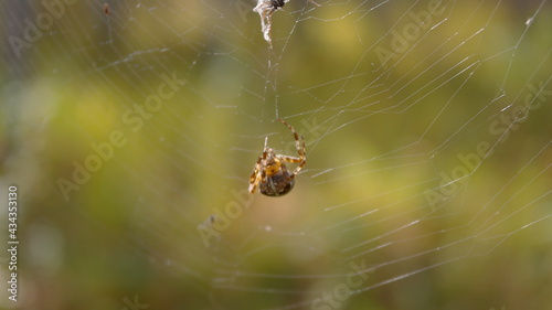 big spider on web © Елена Малютина