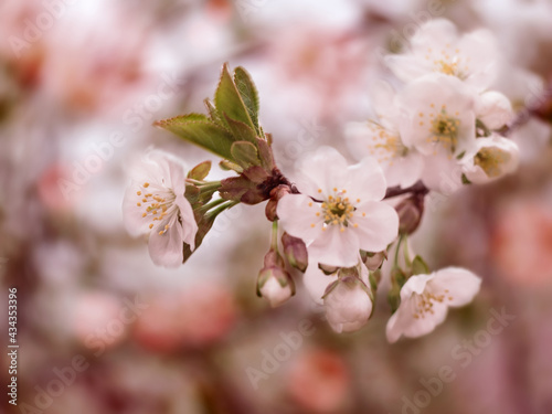 Blurred background of a branch of a blooming spring cherry.
